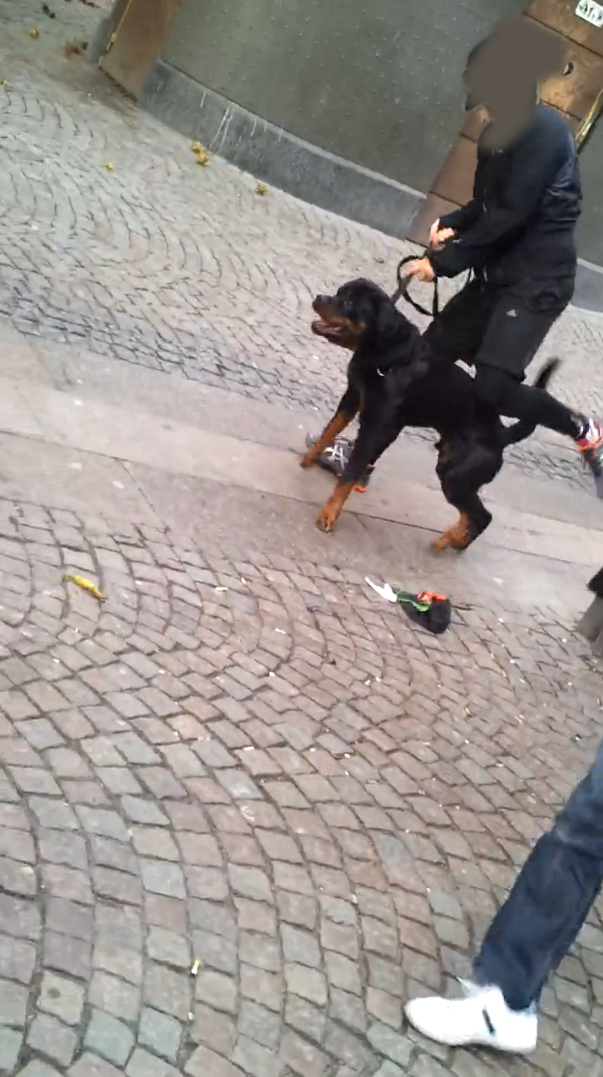 Hund, Goteborg, Mentalt test, Hundattack, Polisen